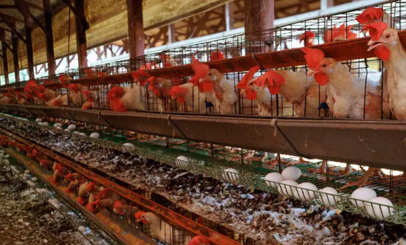 贵州养鸡设备厂家教你怎么养鸡长得好